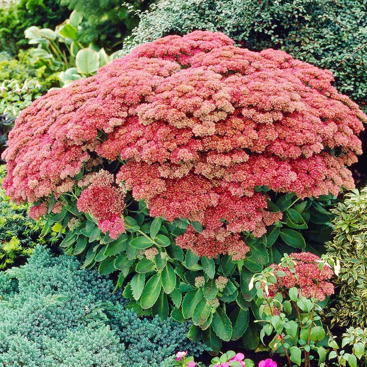 Sedum Seeds Showy Stonecrop Perennial Border Stonecrop Deer & Rabbit Resistant Drought Tolerant Attracts Pollinators 50Pcs