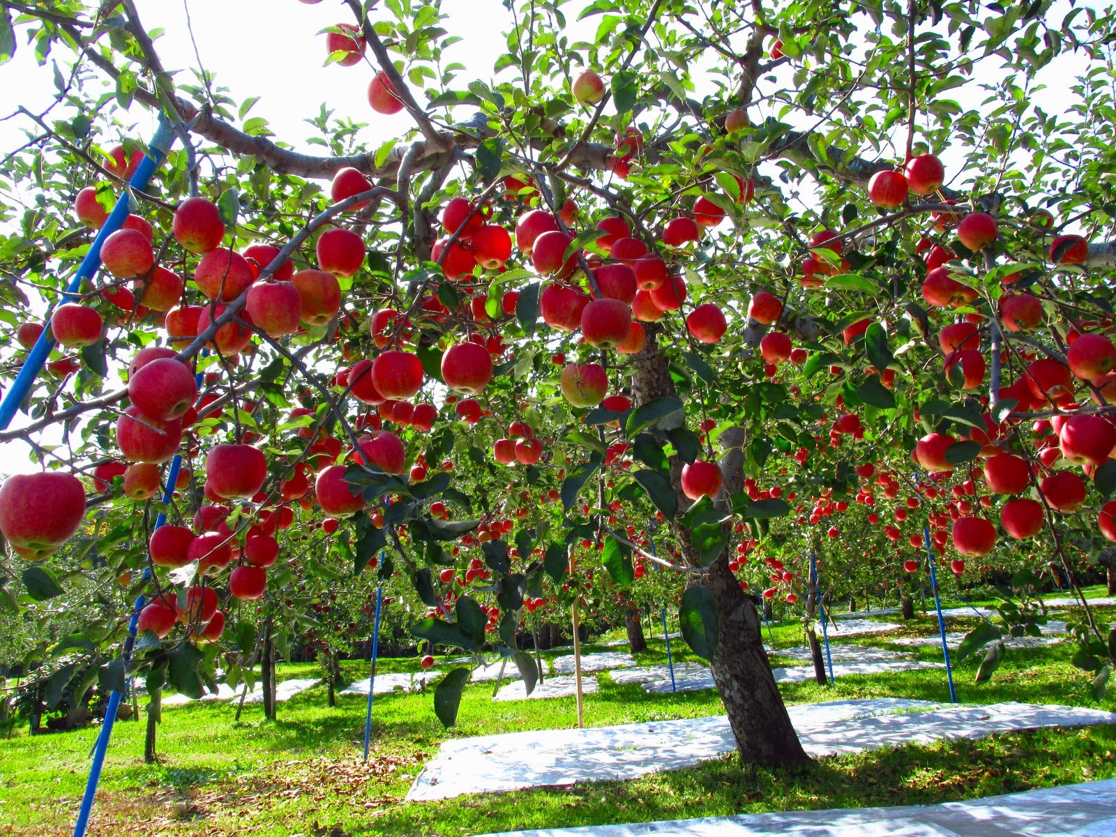 Fuji Apple Seeds for Planting – Grow Sweet & Juicy Apple Trees