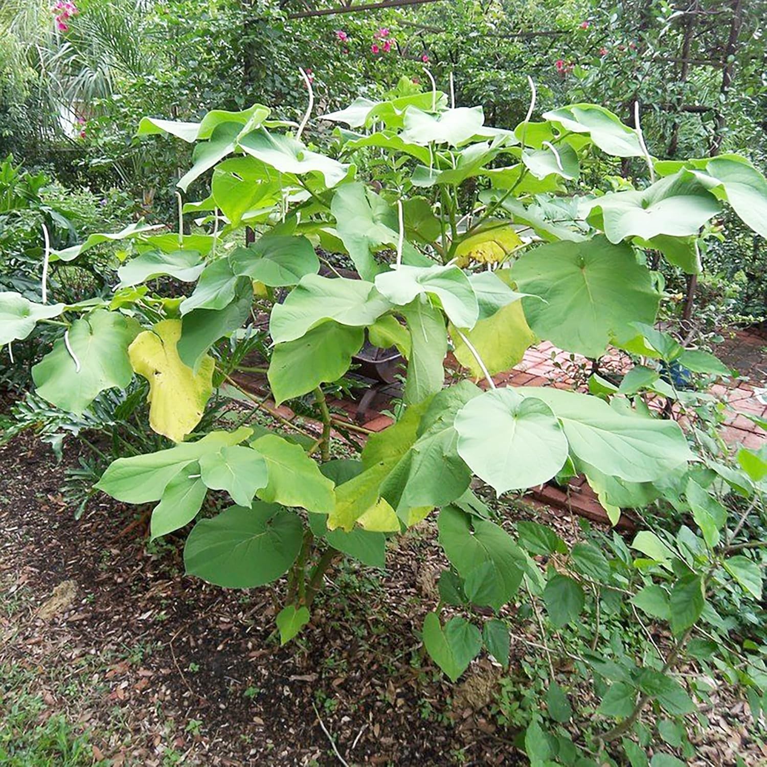 Piper Auritum Seeds Mexican Pepperleaf, Root Beer Plant - Tropical Climbing Perennial for Borders, Beds, Patio & Containers - 20 Pcs