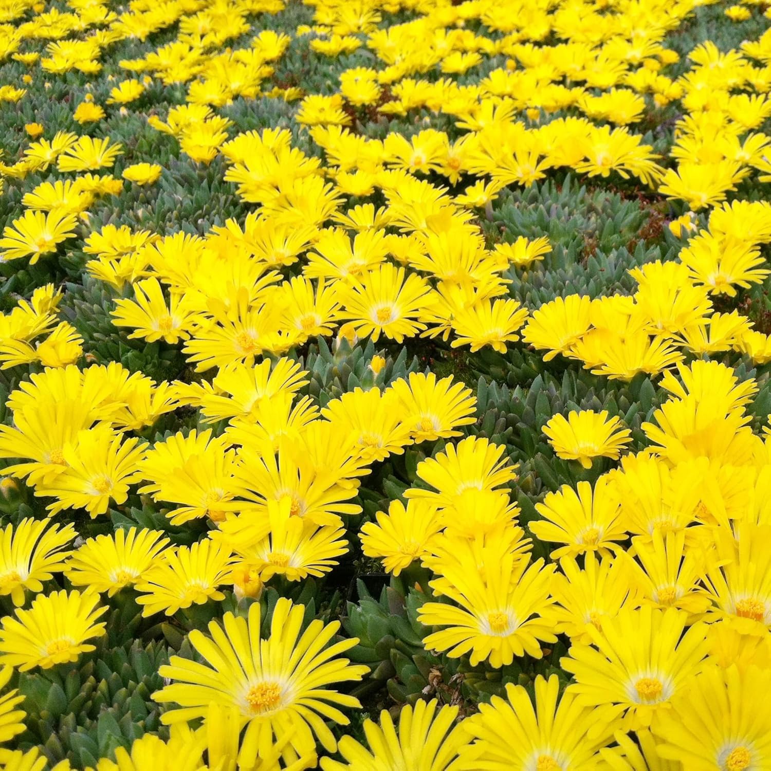 Yellow Ice Plant Seeds | Evergreen Ornamental & Edible | Attracts Butterflies | Drought Tolerant Ground Cover for Rock Gardens | 100Pcs