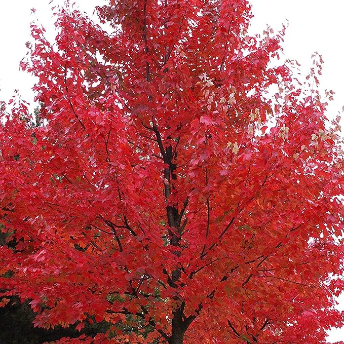 Autumn Blaze Maple Tree Seeds - Freeman Maple, Fast-Growing, Drought-Tolerant, Low Maintenance for Patio & Borders - 60 Pcs