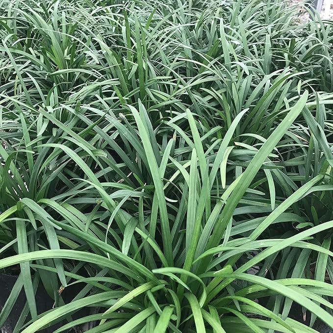 Monkey Grass Seeds – Liriope Perennial, Low Maintenance Ground Cover or Edging Plant for Landscaping, Outdoor – 10Pcs Grass Seeds