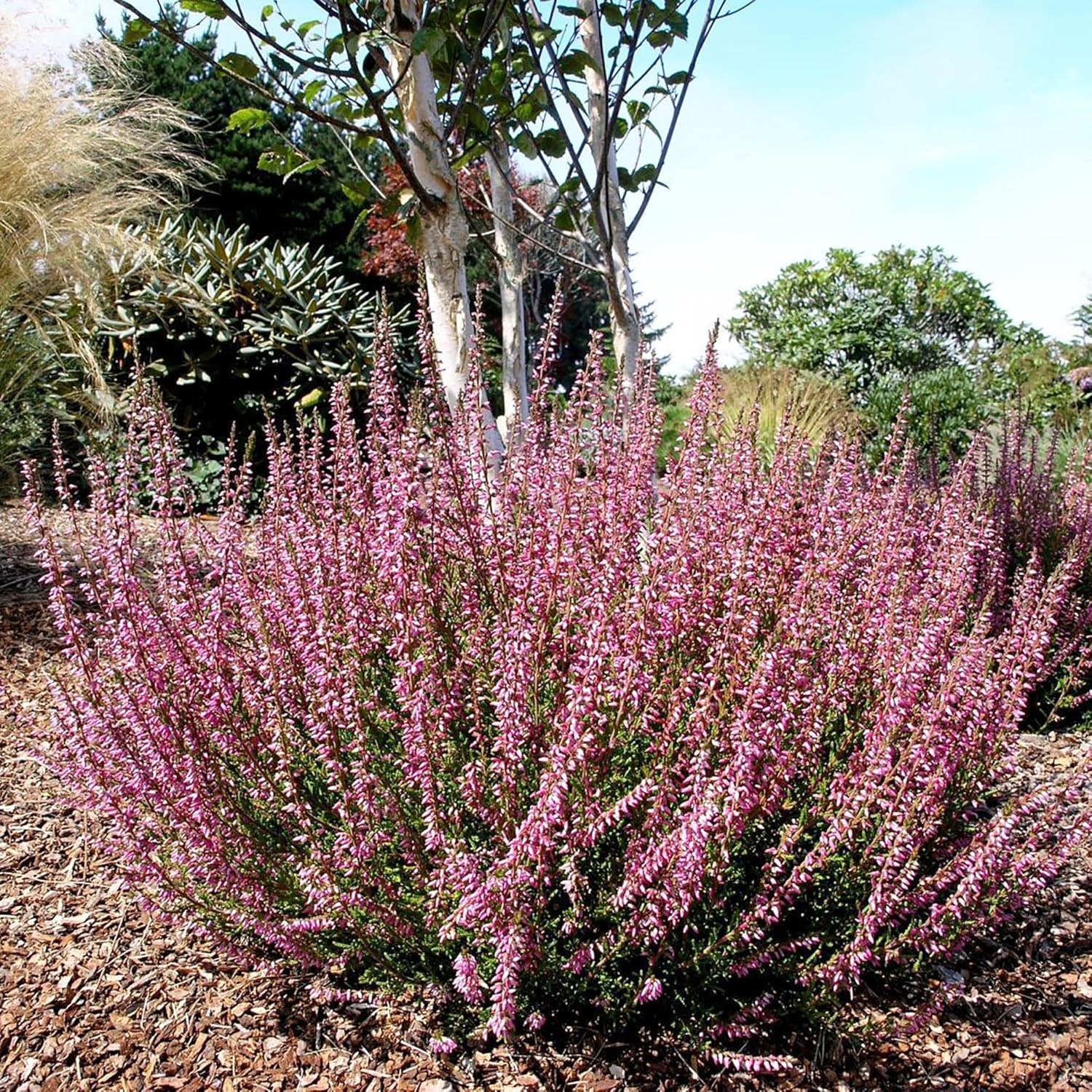 Scotch Heather Seeds Calluna Vulgaris Low-Growing Evergreen Shrub for Patios, Rock Gardens & Floral Arrangements - 100Pcs