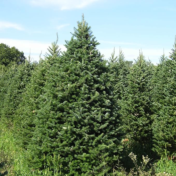 Graines de Sapin Baumier - Abies Balsamea, Conifère à Feuilles Persistantes avec Feuillage Aromatique et Forme Attrayante, Peu d'Entretien pour Jardins et Parcs - 30 Pcs