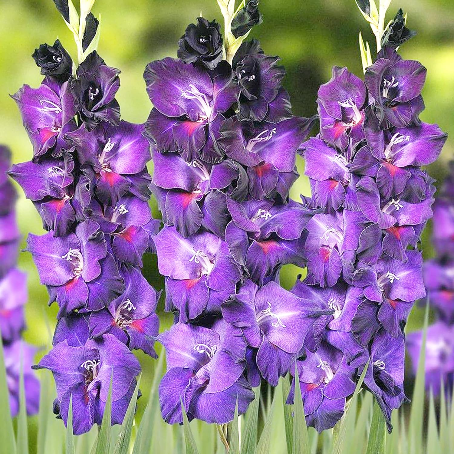 Purple Gladiolus Seeds | Low Maintenance | Attracts Butterflies & Hummingbirds | Deer & Rabbit Resistant | Cut Flowers | Beds & Borders | 100Pcs Flower Seeds