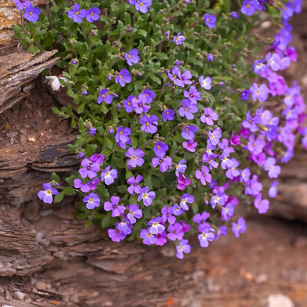 Rainbow Creeping Thyme Blue Rock Cress - Perennial Ground Cover Flower for Home Garden, 200 Pcs (12 Colors)