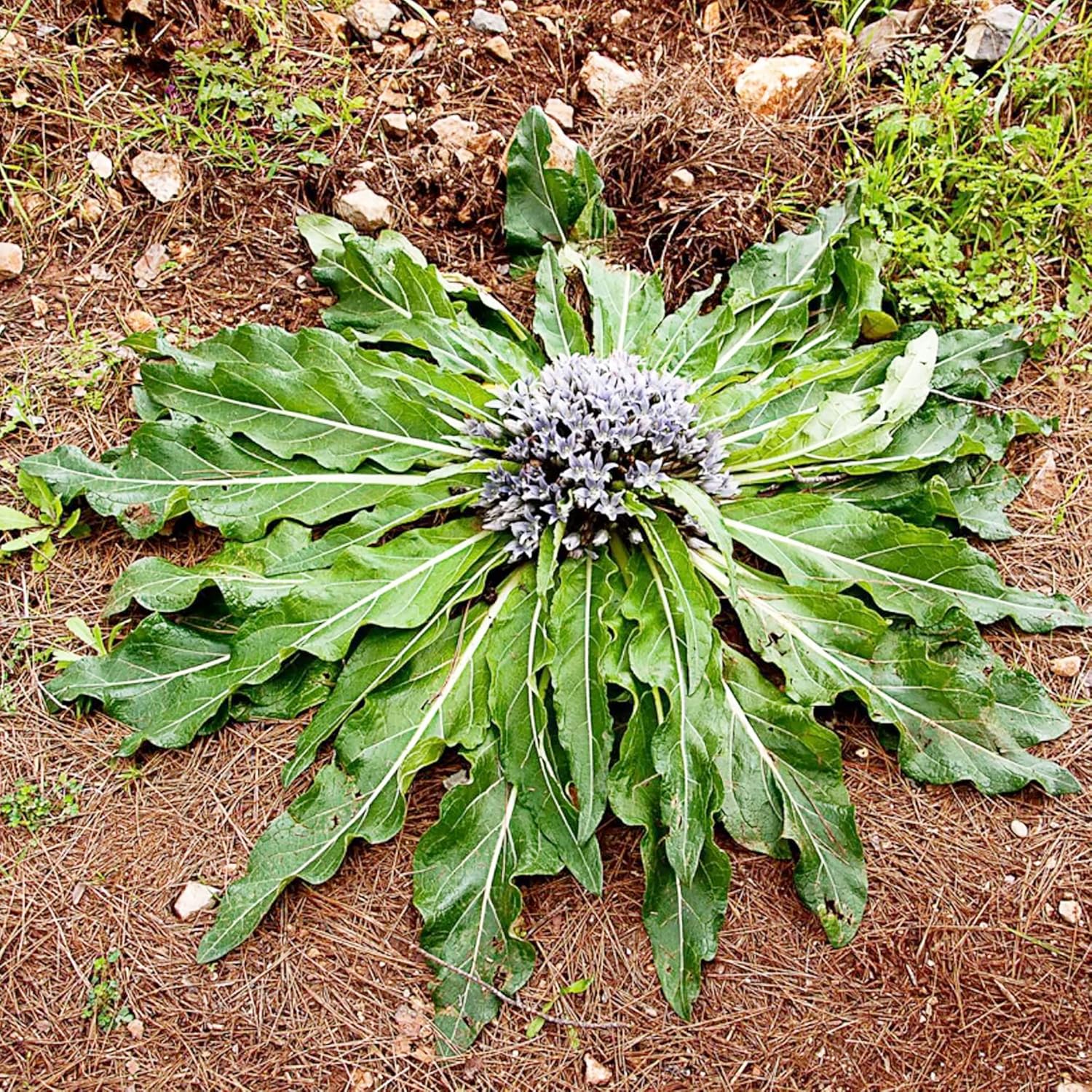 Mandragora Officinarum Samen, mehrjähriges Kraut für Obst und Beeren, ideal für Innenhöfe und Gärten im Freien, gentechnikfrei, 20 Stück