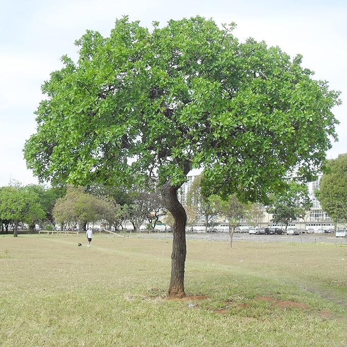 Sycamore Tree Seeds for Planting, Fast Growing and Hardy