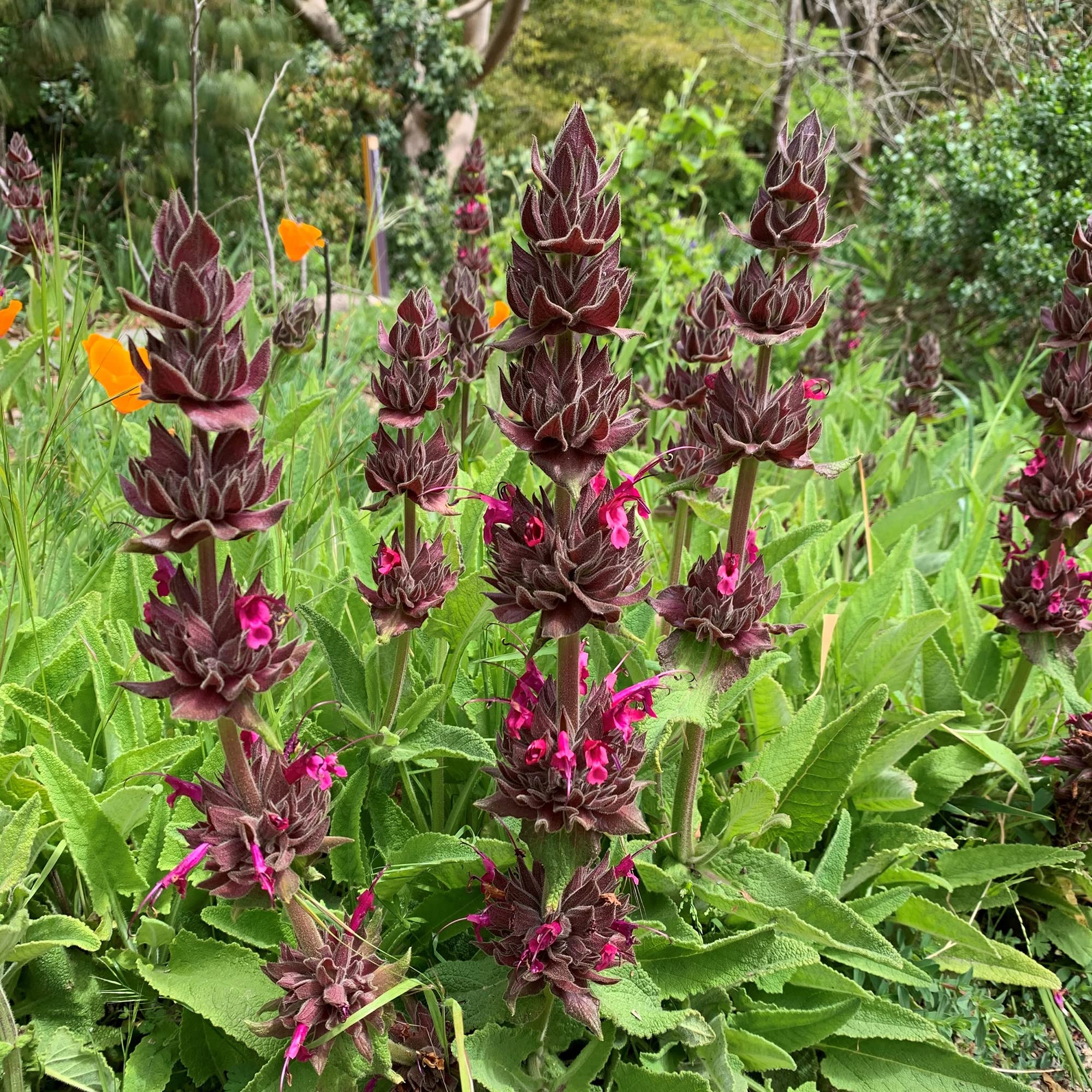 10 Stück Salvia Spathacea Samen | Kolibri-Salbei | Mehrjährig und pflegeleicht | Duftend, hirsch- und dürreresistent | Zieht Bestäuber an | Perfekt für Beete, Rabatten und Gärten im Freien