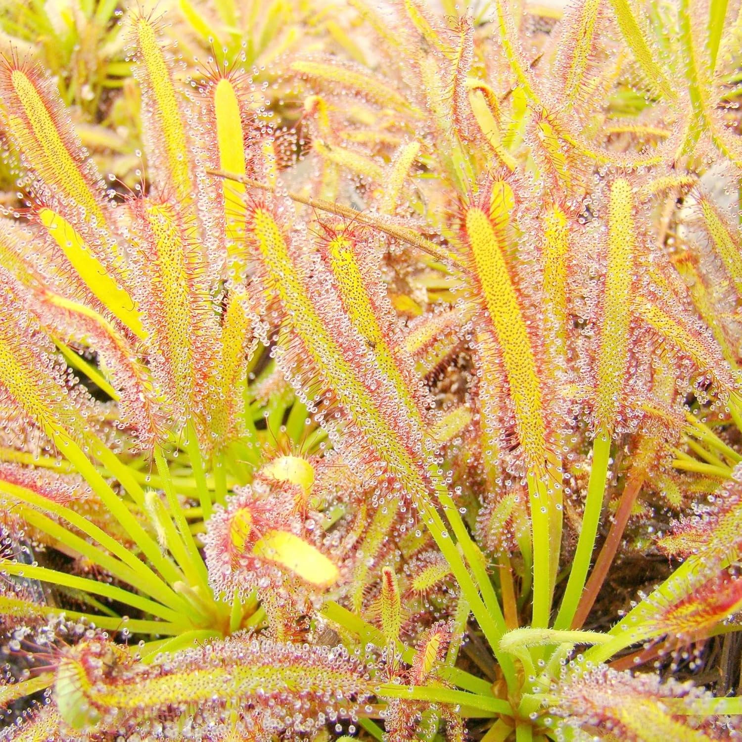 Sundew Seeds Drosera Carnivorous Plants, Unique Insect-Capturing Method, Ornamental Indoor & Outdoor Plants - 30Pcs