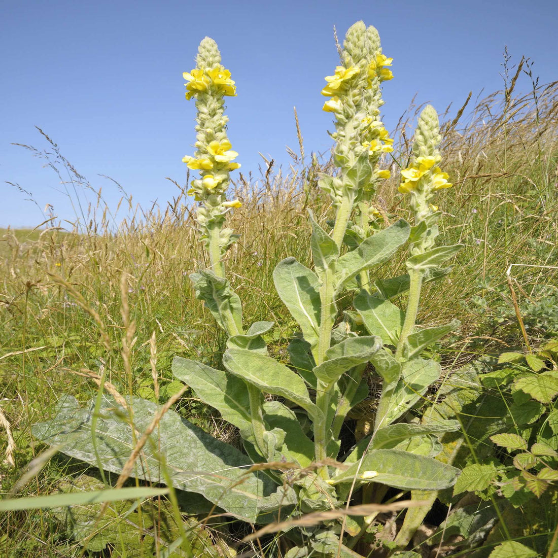 Great Mullein Flower Seeds For Planting: The Ultimate Guide to Growing and Caring for this Majestic Biennial Herb in Your Garden