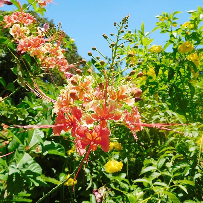 Red Bird of Paradise Seeds - Caesalpinia Pulcherrima, Heat Tolerant & Fast Growing, Attracts Pollinators, Patio & Borders - 10 Pcs