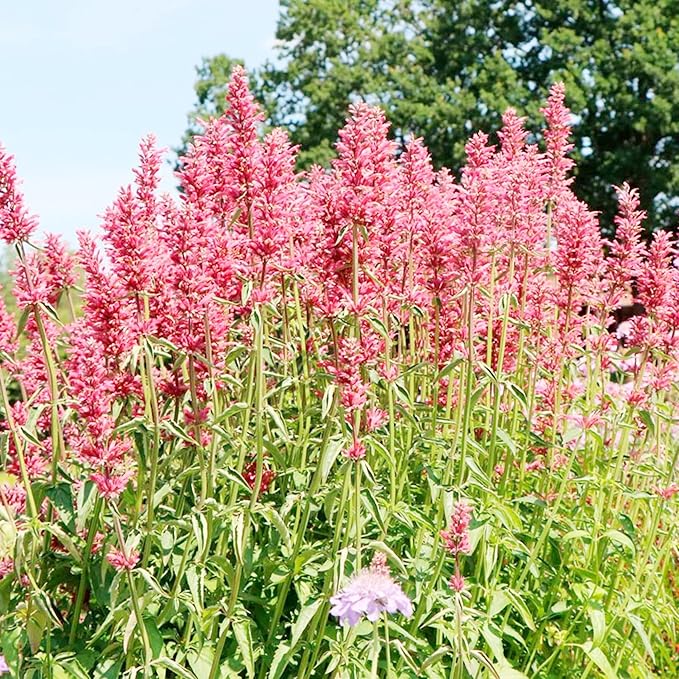 Hummingbird Mint Seeds - Agastache Heather Queen, Fragrant & Deer Resistant, Attracts Hummingbirds, Low Maintenance for Rock Garden & Border - 60 Pcs