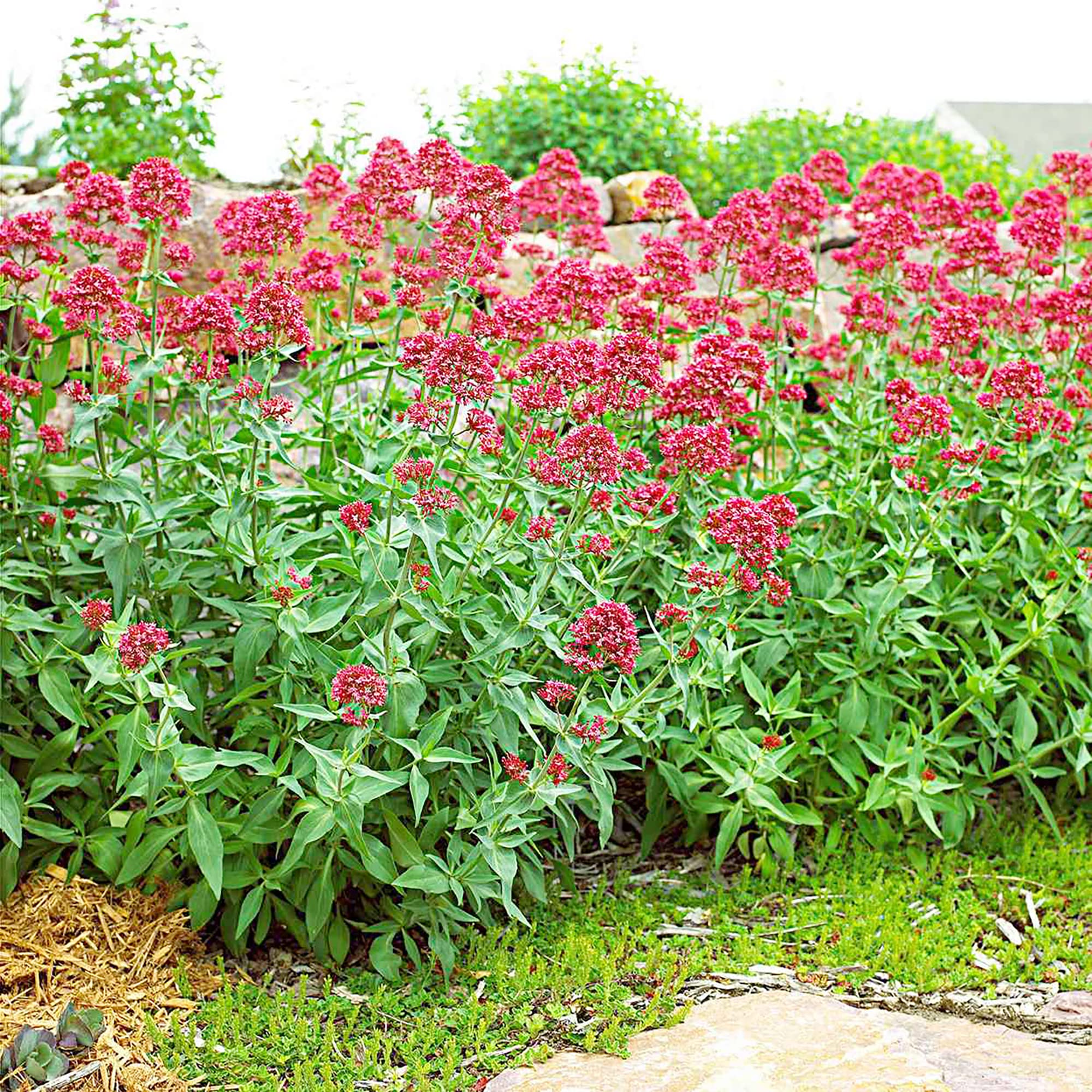 Pretty Betsy Centranthus Ruber Var Coccineus Seeds, Planting, 100 pcs - Flower seeds