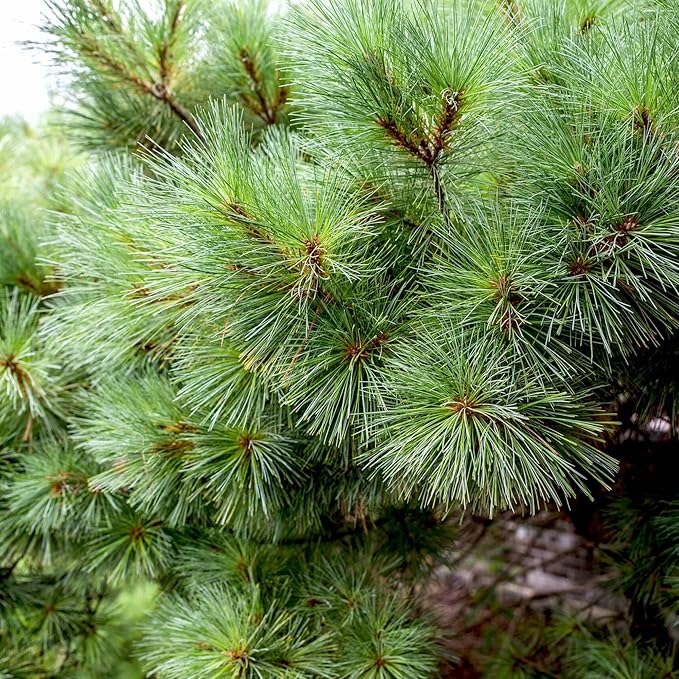 Eastern White Pine Seeds - Pinus Strobus, Fast Growing Evergreen Windbreak & Shade Tree, Ideal for Outdoor Decoration - 20 Pcs