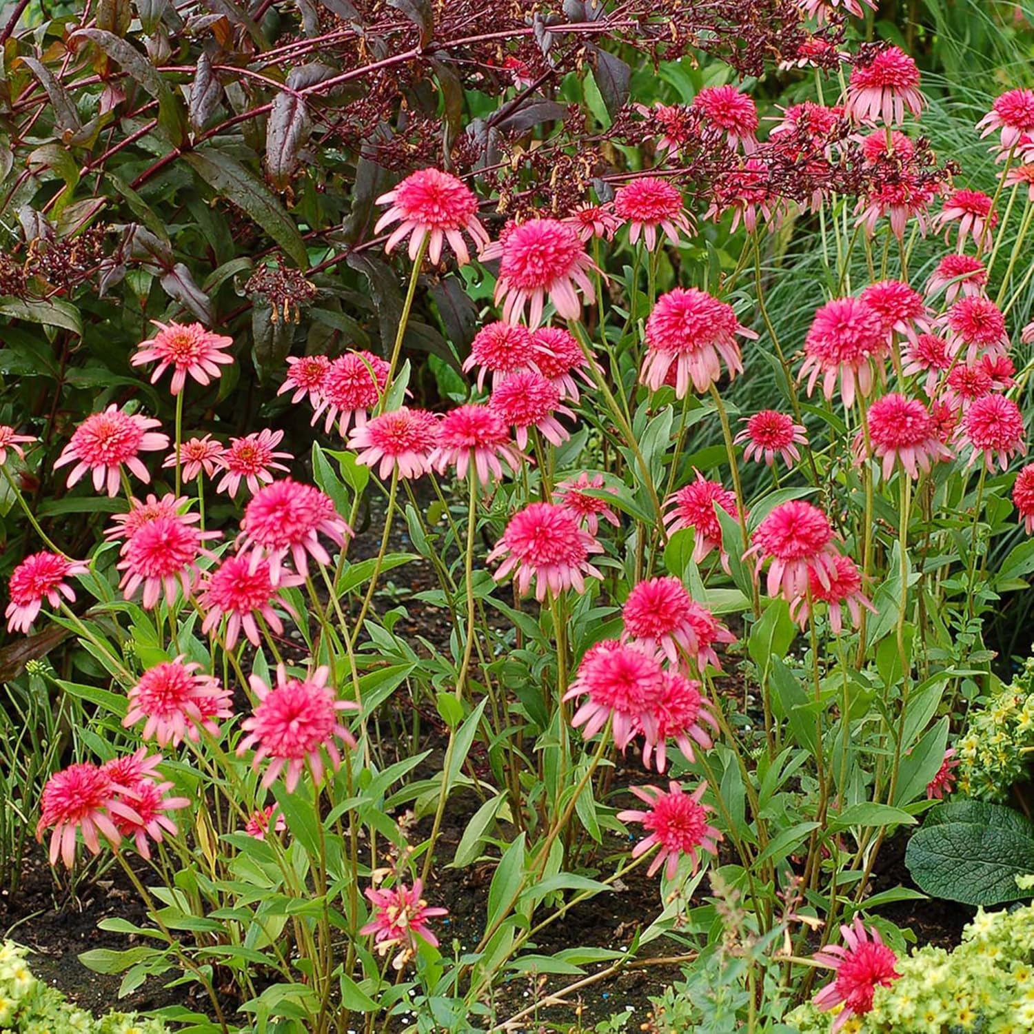 Echinacea „Secret Passion“-Samen | Mehrjährige, dekorative Blumensamen | Duftende Blüten, die Schmetterlinge und Bienen anlocken | Ideal für Gartenbeete und -rabatten | Bepflanzung im Freien | 5 Stück