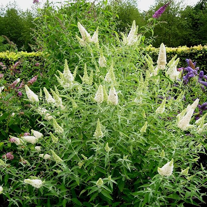 Weißer Schmetterlingsstrauch Samen, Buddleia Davidii mehrjähriger Strauch, zieht Schmetterlinge an, geringer Pflegeaufwand, wächst schnell, für Terrassenbeet im Freien – 50 Stück