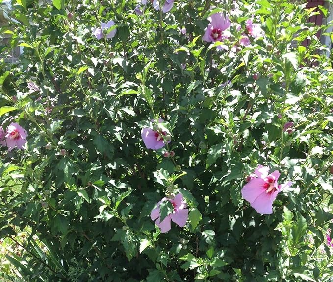 Hibiskus-Strauchrose (Hibiscus syriacus) Samen – winterhart, mehrjährig – 50 Stück