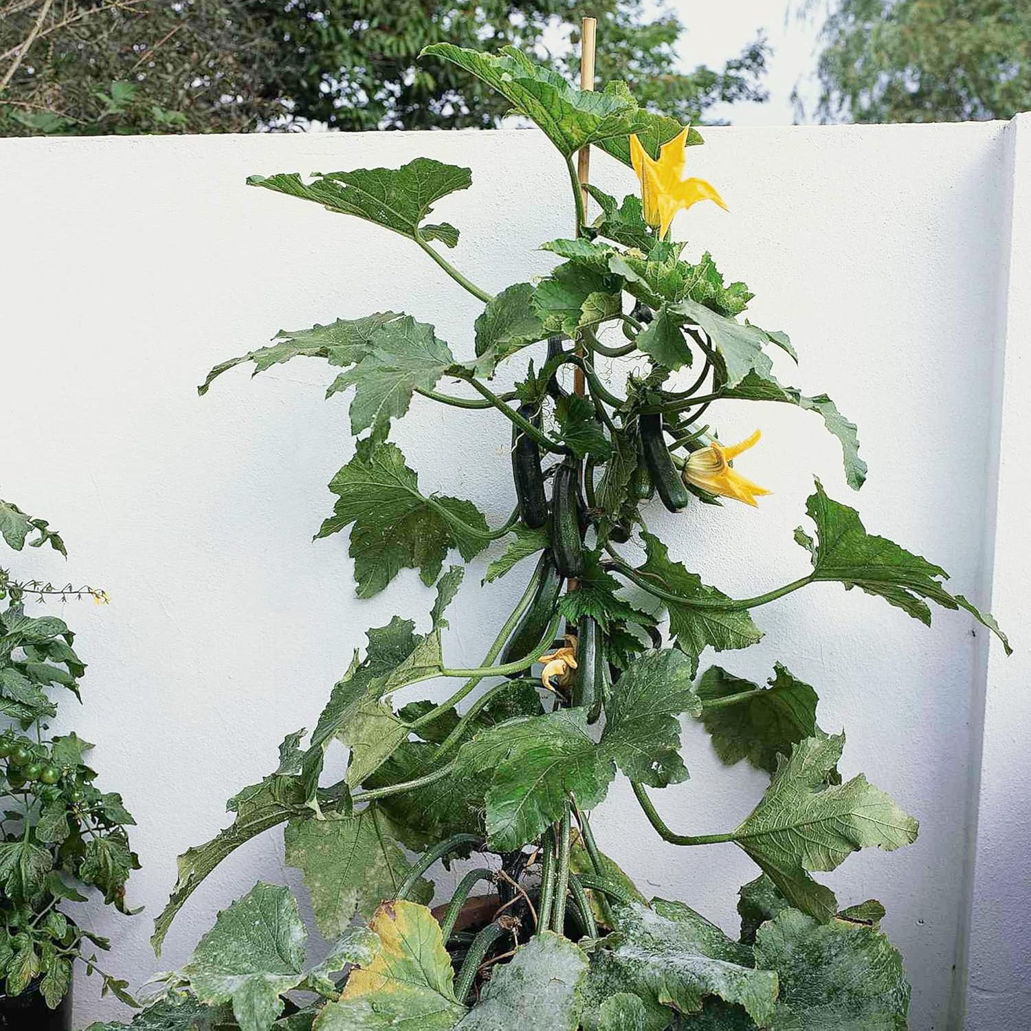 Climbing Zucchini Seeds | Climbing Courgette | Long Cylindrical | Used in Soups, Stews & Pasta Dishes | Garden Outdoor | 15Pcs Vegetable Seeds