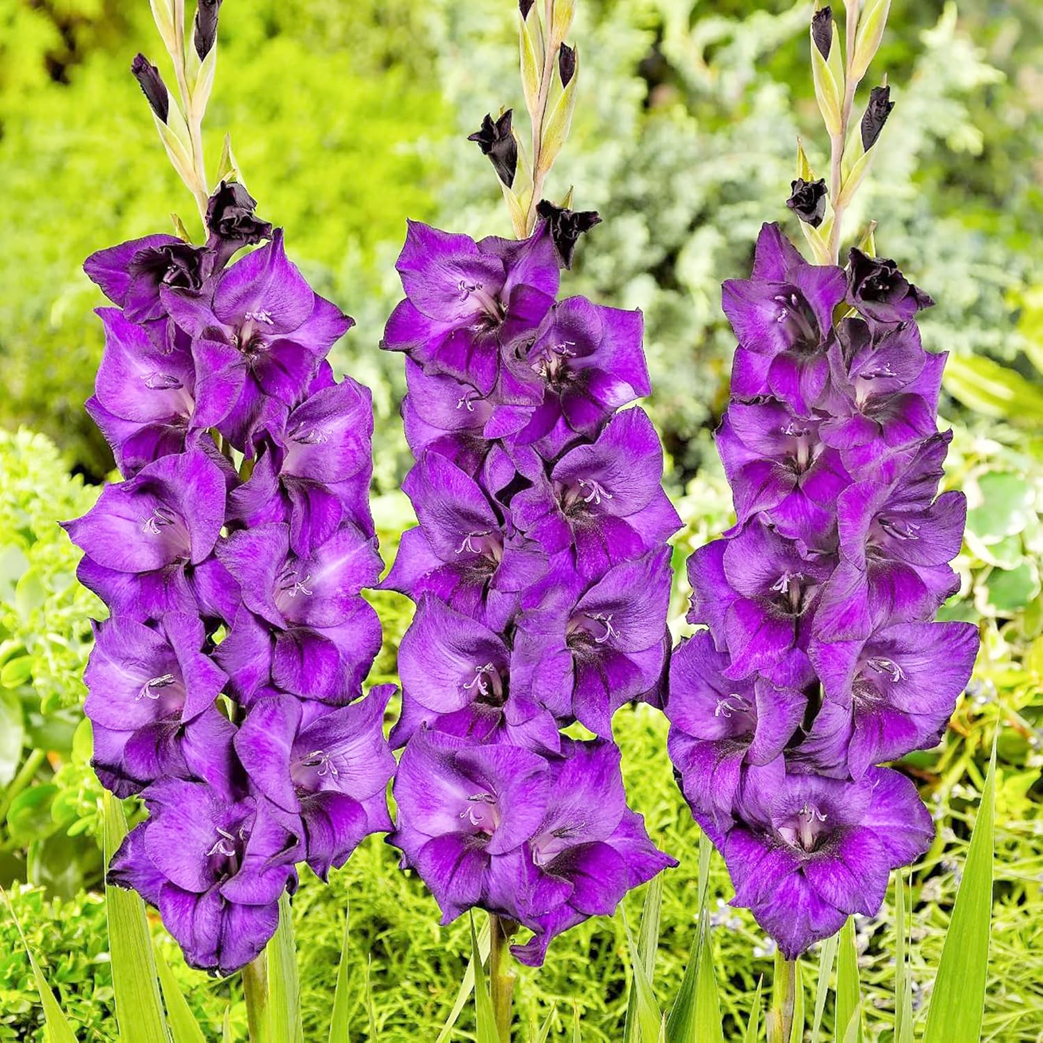 Purple Gladiolus Seeds | Low Maintenance | Attracts Butterflies & Hummingbirds | Deer & Rabbit Resistant | Cut Flowers | Beds & Borders | 100Pcs Flower Seeds