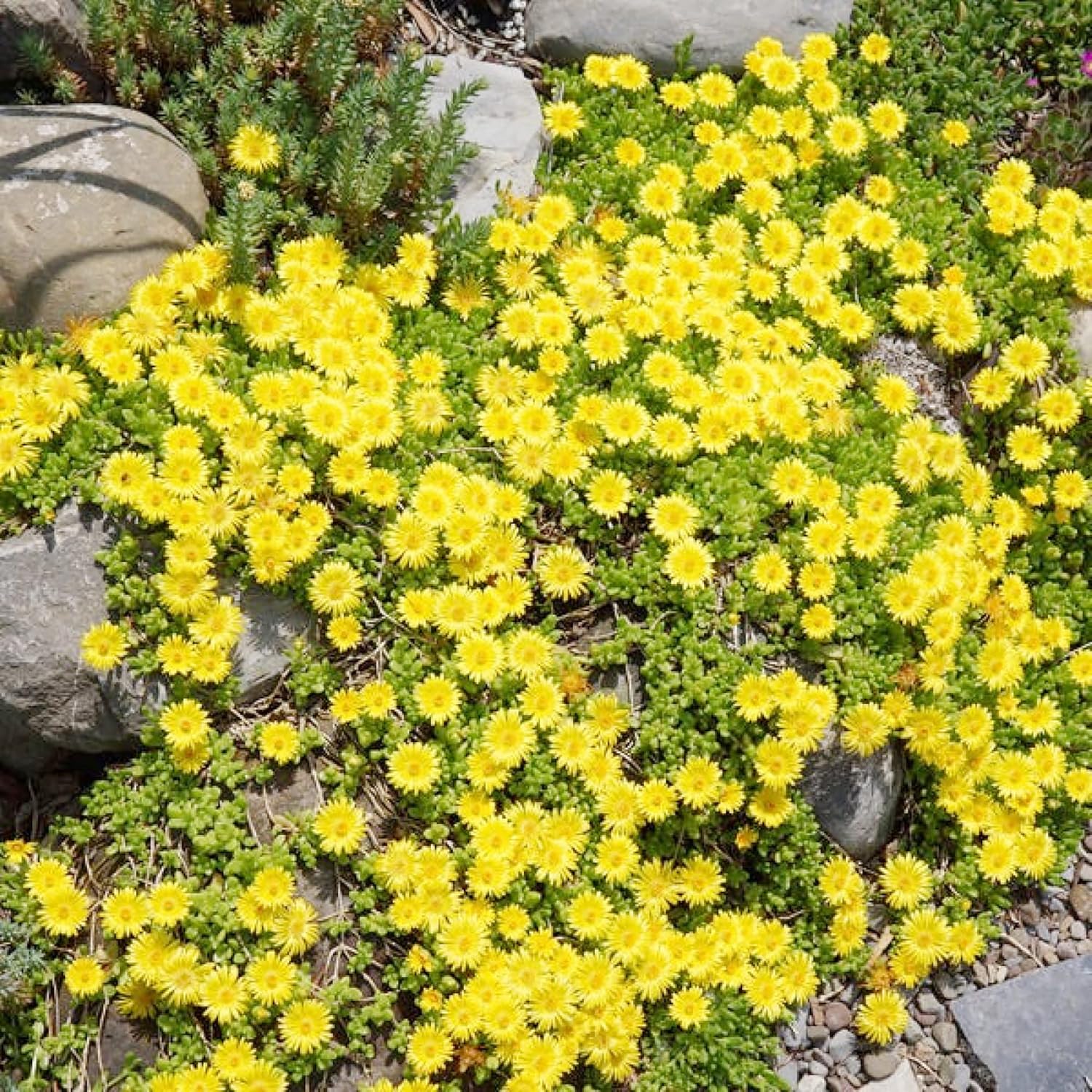 Yellow Ice Plant Seeds | Evergreen Ornamental & Edible | Attracts Butterflies | Drought Tolerant Ground Cover for Rock Gardens | 100Pcs