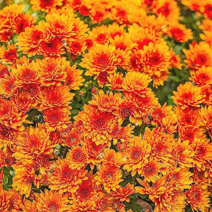 Chrysanthemum Seeds - Colorful & Diverse Flowers | Popular Ornamental Plants for Vibrant Blooms in Gardens, Landscapes & Floral Arrangements  Flower Seeds 100 Pcs