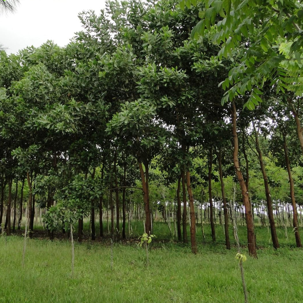 Graines d'Acacia Mangium à planter, cultivez votre propre source de bois durable