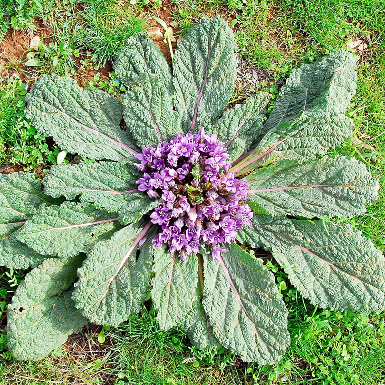 Mandragora Officinarum Samen, mehrjähriges Kraut für Obst und Beeren, ideal für Innenhöfe und Gärten im Freien, gentechnikfrei, 20 Stück