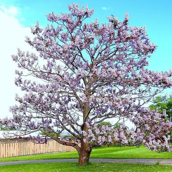 Paulownia Fortunei Seeds - Empress Tree, Royal Paulownia, Fast-Growing Deciduous Tree, Fragrant & Pollinator-Friendly for Ornamental Garden