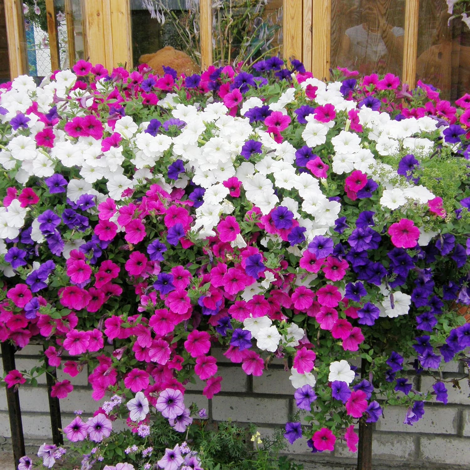 Graines de fleurs de pétunia nain pour paniers suspendus, conteneurs et couvre-sol - Attire les papillons