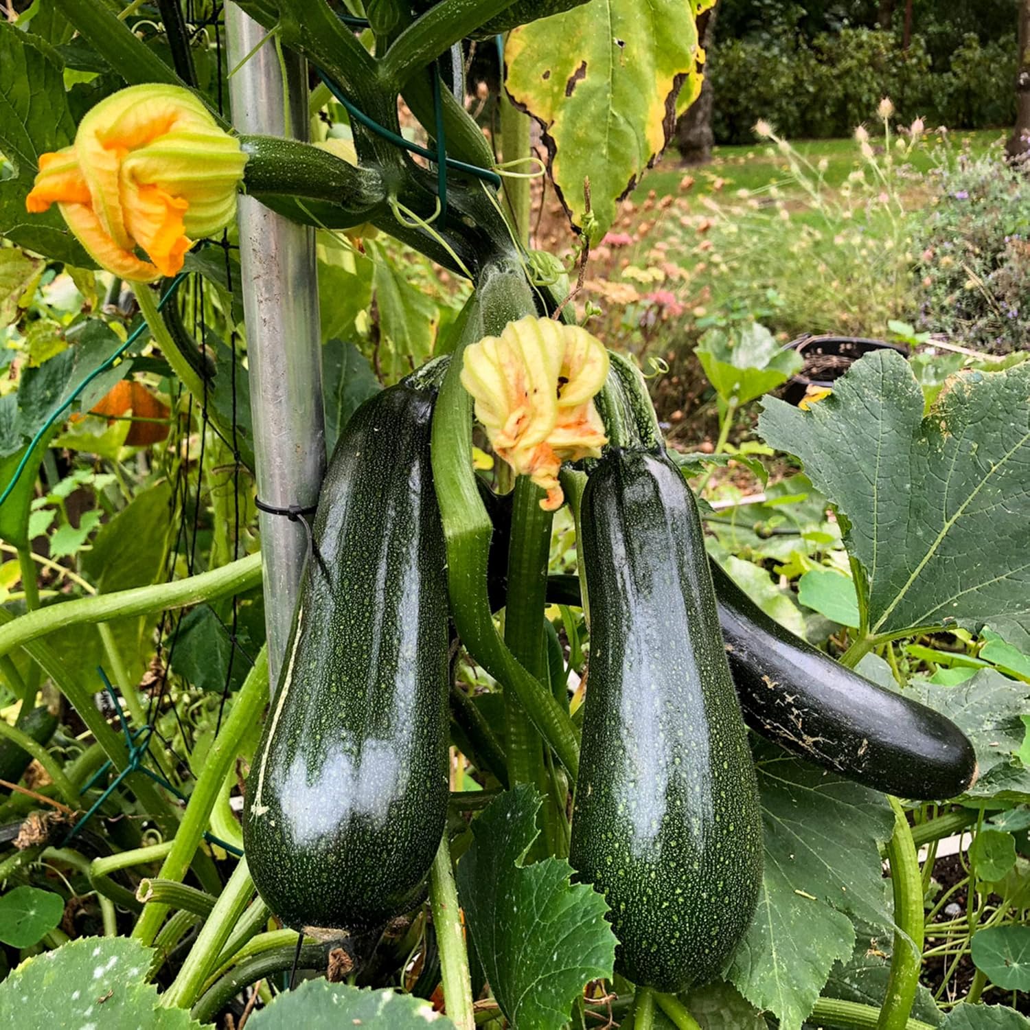 Climbing Zucchini Seeds | Climbing Courgette | Long Cylindrical | Used in Soups, Stews & Pasta Dishes | Garden Outdoor | 15Pcs Vegetable Seeds