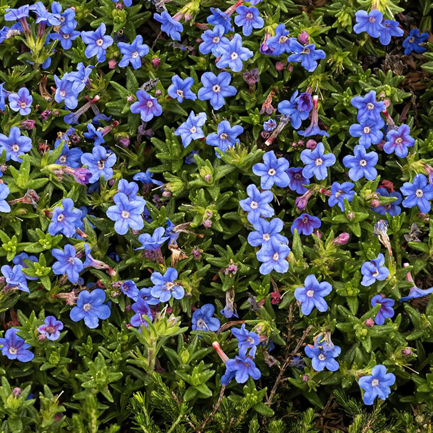 Glandora Diffusa Seeds - Perennial Hardy Ground Cover for Pathways, Rock Gardens & Containers, Attracts Butterflies, Low Maintenance, 200 Pcs