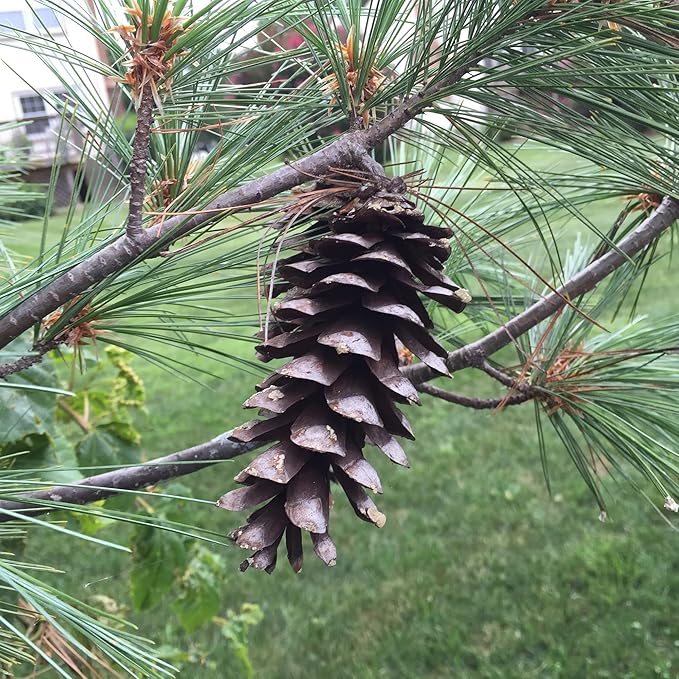 Eastern White Pine Seeds - Pinus Strobus, Fast Growing Evergreen Windbreak & Shade Tree, Ideal for Outdoor Decoration - 20 Pcs