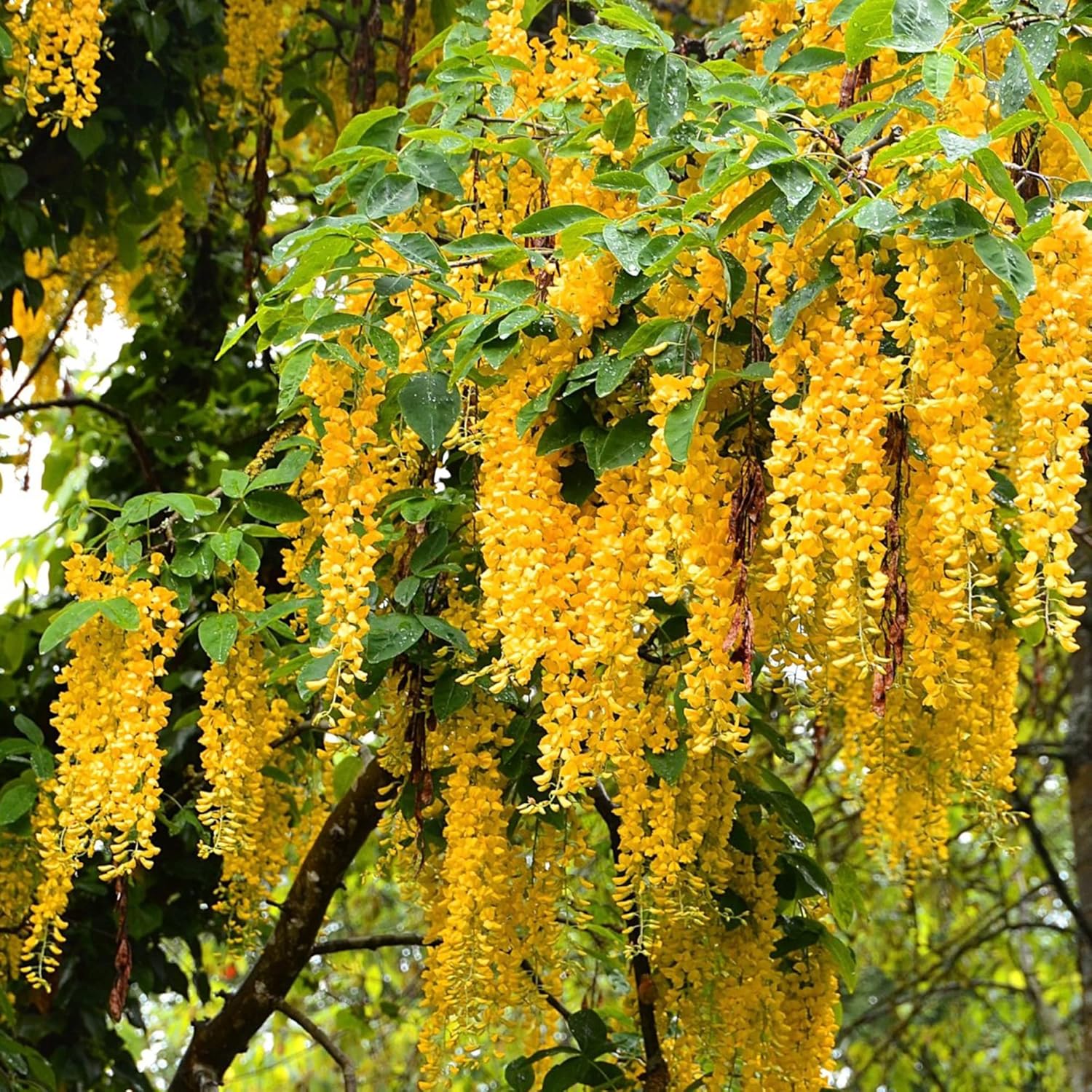 Yellow Wisteria Seeds | Wisteria Sinensis | Climbing Woody Vine | Fragrant Blooms | Ornamental Plant for Gardens and Landscapes | Outdoor | 10Pcs Flower Seeds