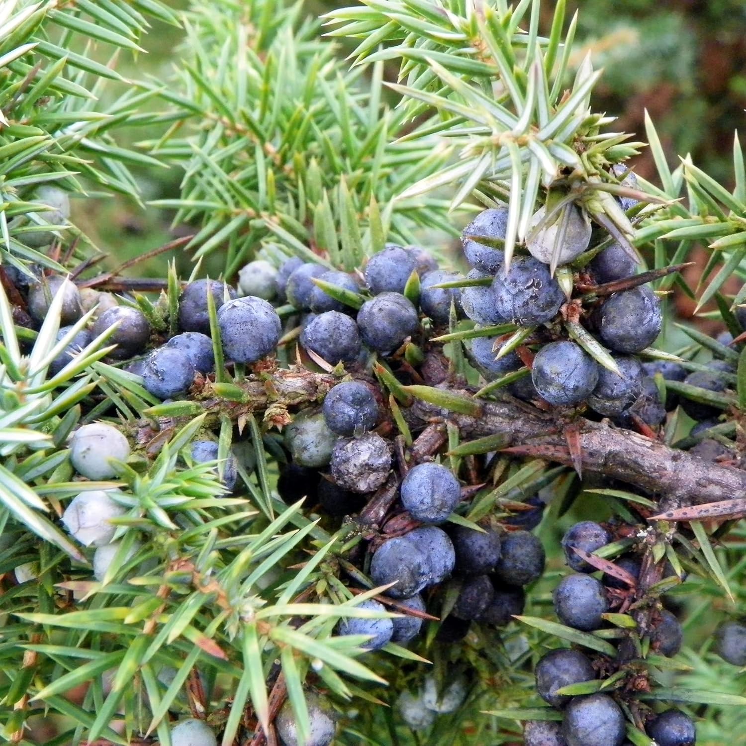 Graines de genévrier Juniperus Communis pour plantation, criblage, bordure à feuilles persistantes, croissance rapide