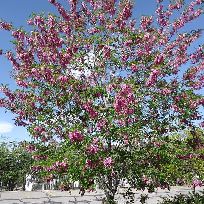 Purple Black Locust Seeds - Deciduous Ornamental Tree with Fragrant Flowers, Drought Tolerant, Attracts Pollinators - 100 Pcs