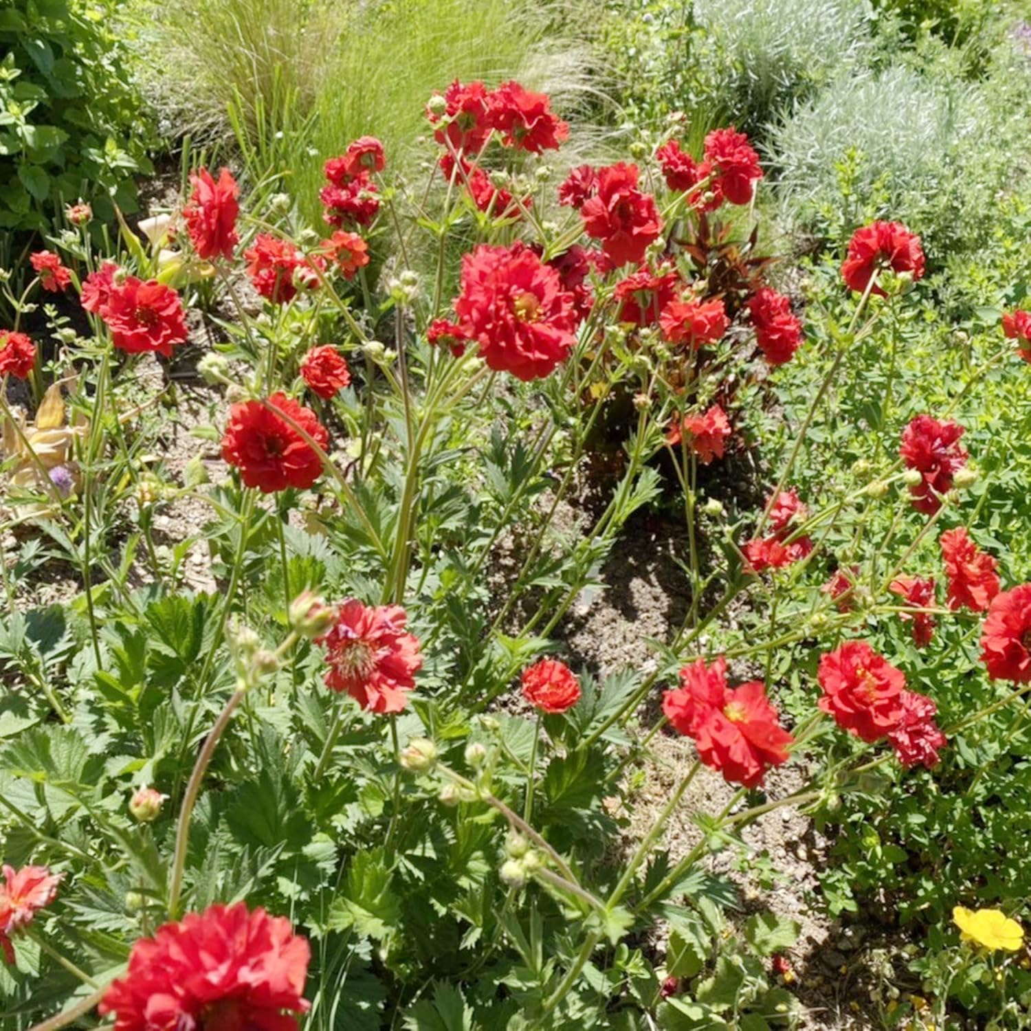 Doppelte Bloody Mary Geum-Samen zum Anpflanzen, zieht Kolibris und Bienen an, hirschresistent