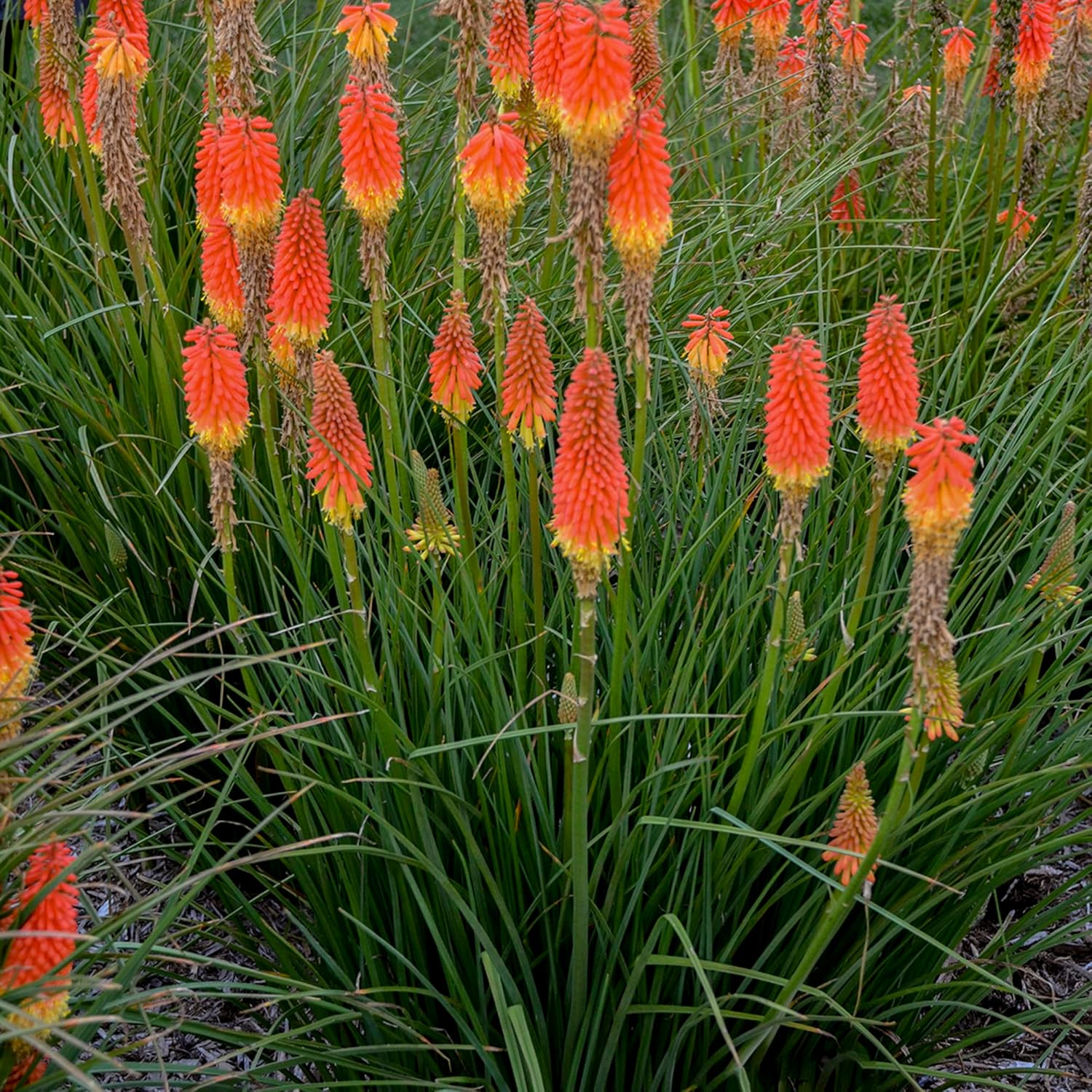 Red Hot Poker Seeds Torch Lily, Kniphofia Perennial Attracts Hummingbirds & Butterflies Patio Container Bed Outdoor 30Pcs Flower Seeds