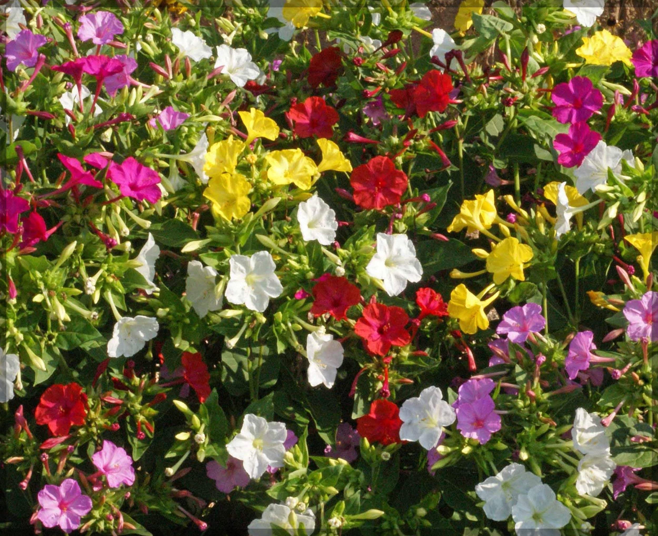 "Mirabilis Four O'Clock Tea Time Mix Flower Seeds, Planting - 100 pcs" - Flower seeds