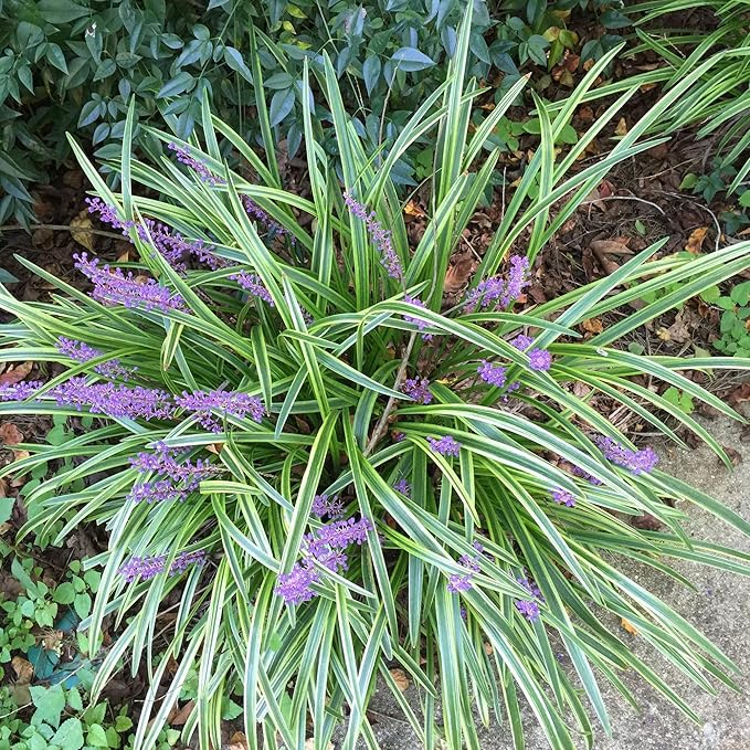 Monkey Grass Seeds – Liriope Perennial, Low Maintenance Ground Cover or Edging Plant for Landscaping, Outdoor – 10Pcs Grass Seeds