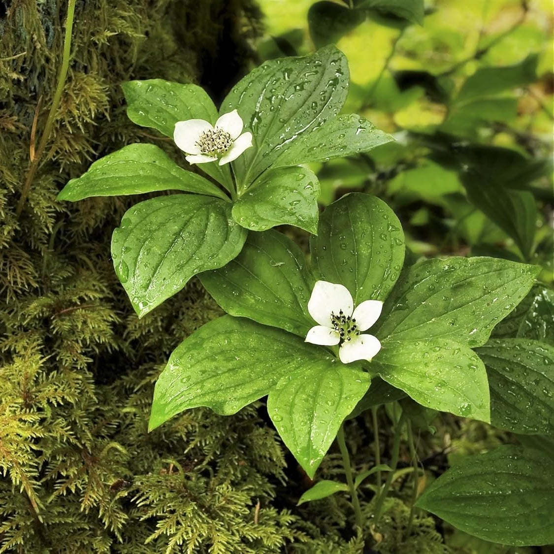 Western Bunchberry Flower Seeds, Grow Rare White Woodland Blooms