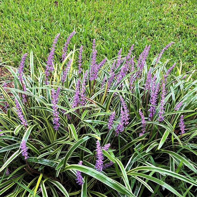 Monkey Grass Seeds – Liriope Perennial, Low Maintenance Ground Cover or Edging Plant for Landscaping, Outdoor – 10Pcs Grass Seeds