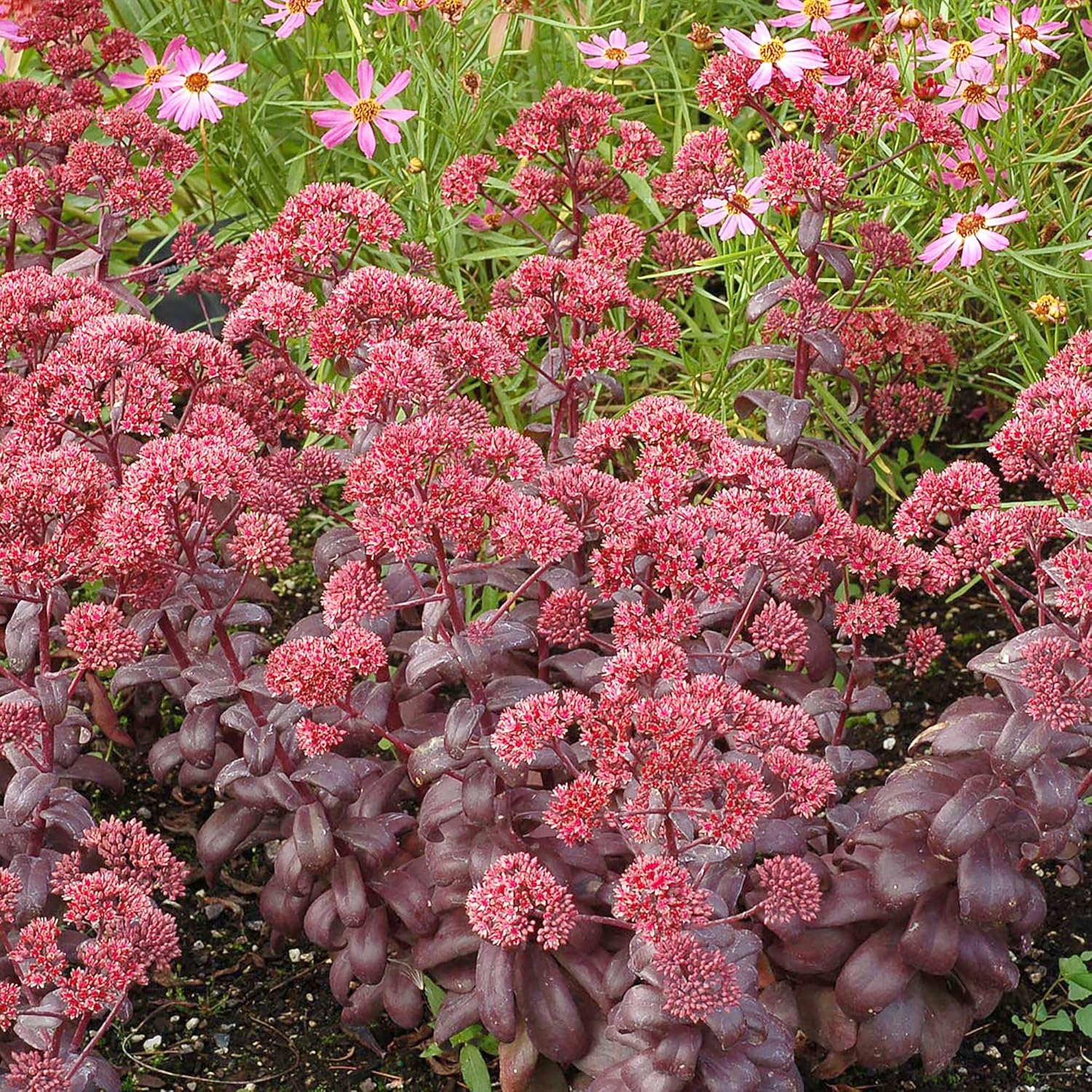 Sedum Seeds Showy Stonecrop Perennial Border Stonecrop Deer & Rabbit Resistant Drought Tolerant Attracts Pollinators 50Pcs