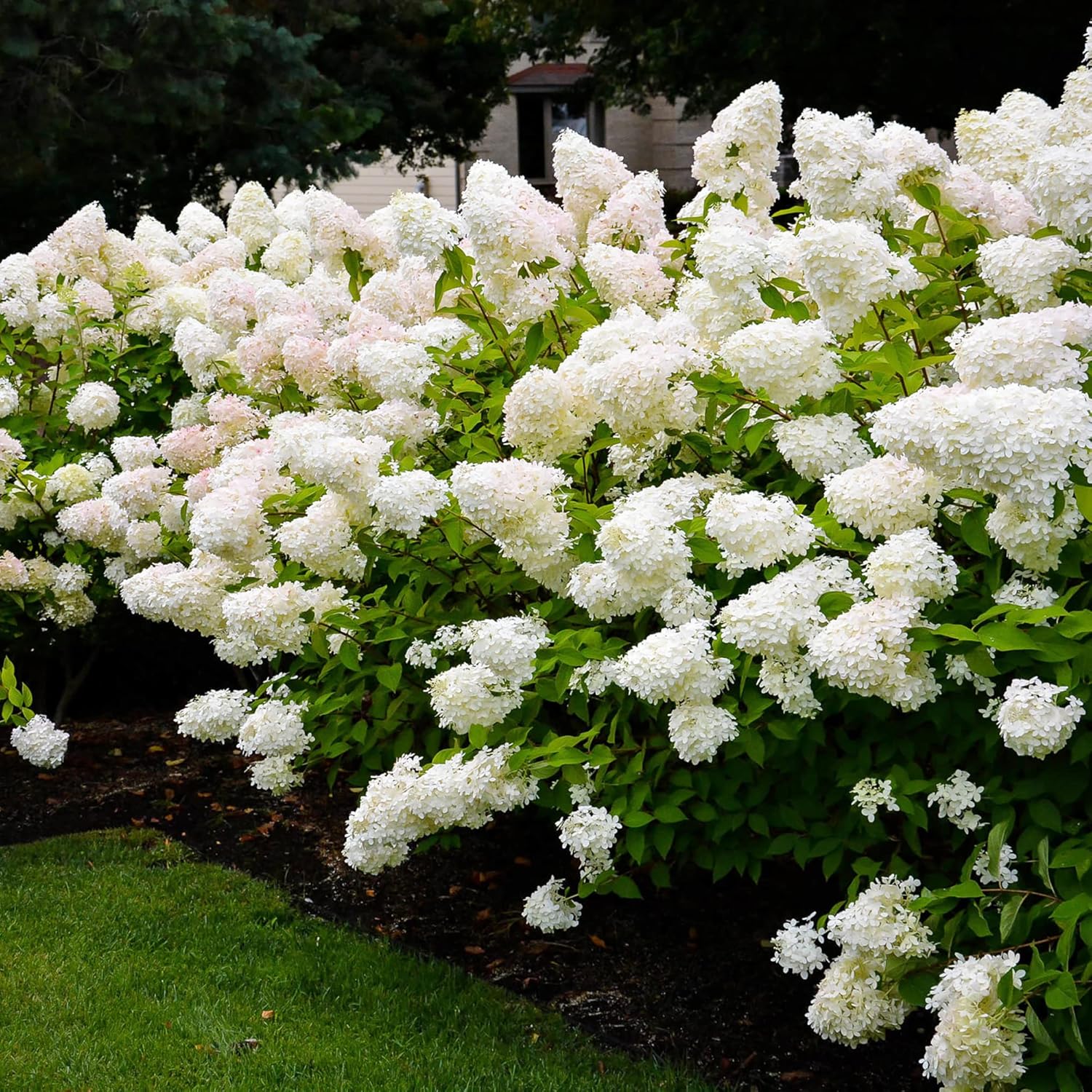 Hydrangea Paniculata Seeds - Peegee Hydrangea, Fast Growing, Attracts Pollinators, Perfect for Beds, Borders, Patio, Outdoor - 50Pcs Flowering Shrub Seeds