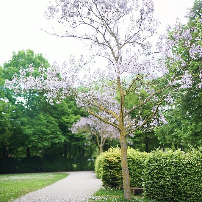 Paulownia Fortunei Seeds - Empress Tree, Royal Paulownia, Fast-Growing Deciduous Tree, Fragrant & Pollinator-Friendly for Ornamental Garden