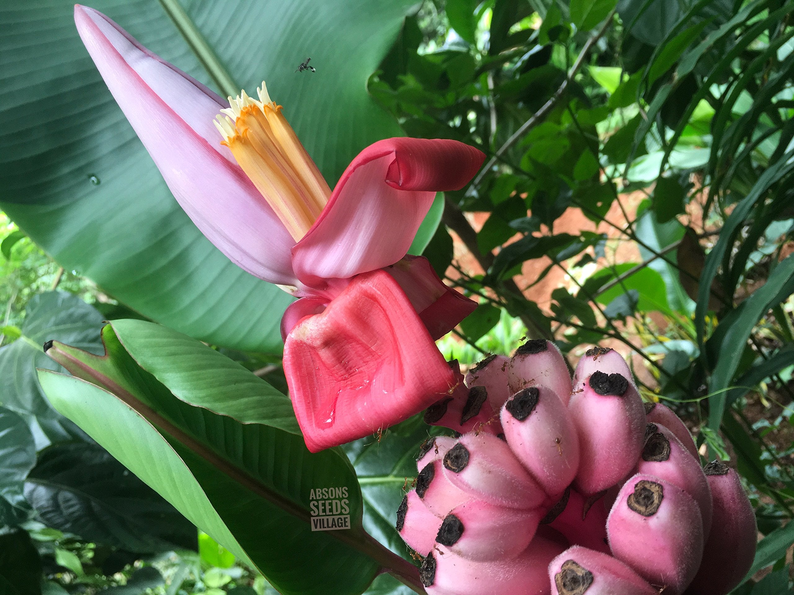 Musa Ornata Blossom Banana Seeds for Planting, 100 pcs - Fruit Seeds