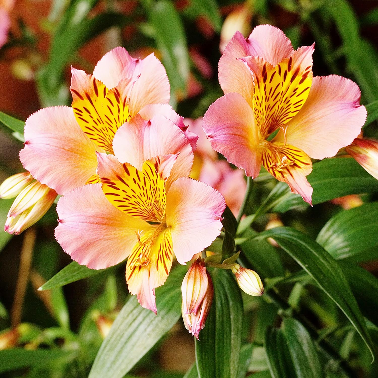 Alstroemeria Seeds or Peruvian Lily Flower Seeds For Planting,Attracts Pollinators