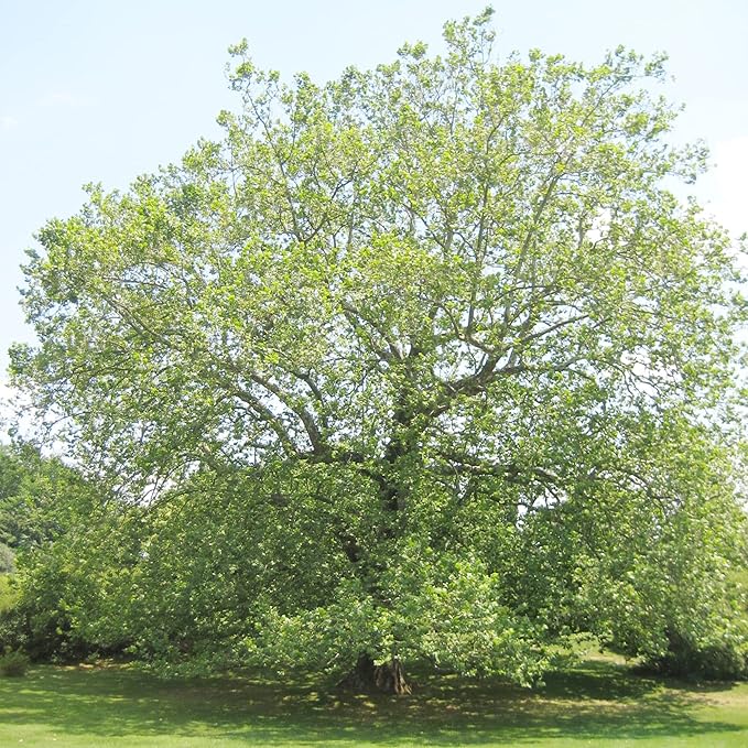 Sycamore Tree Seeds for Planting, Fast Growing and Hardy