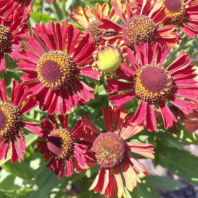 Sneezeweed Seeds - Helen's Flower (Helenium Autumnale), Ornamental, Attracts Butterflies & Pollinators