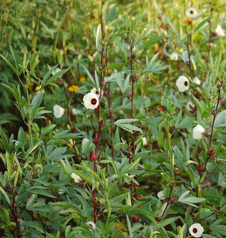 Gongura Leaves Seeds for Planting - High-Quality Seeds for Your Garden